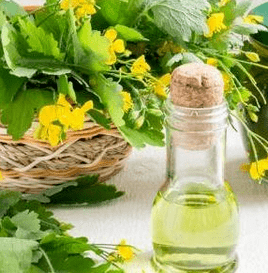 Célandine in the fight against fungus